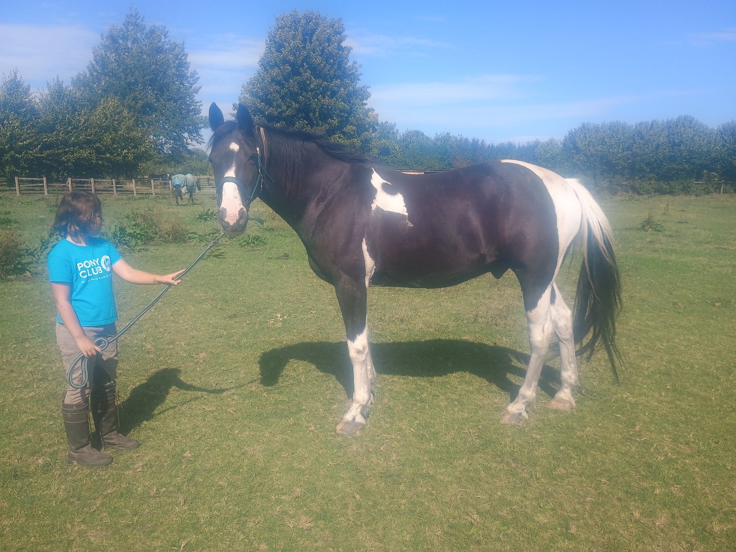 "Albie"  Gelding All Rounder