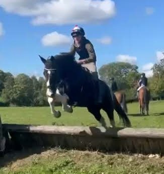 "Albie"  Gelding All Rounder - Horses in Maiden Bradley