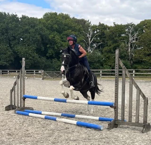 "Albie"  Gelding All Rounder - Horses