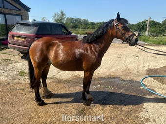 "Lottie" Bay Mare Project Horse