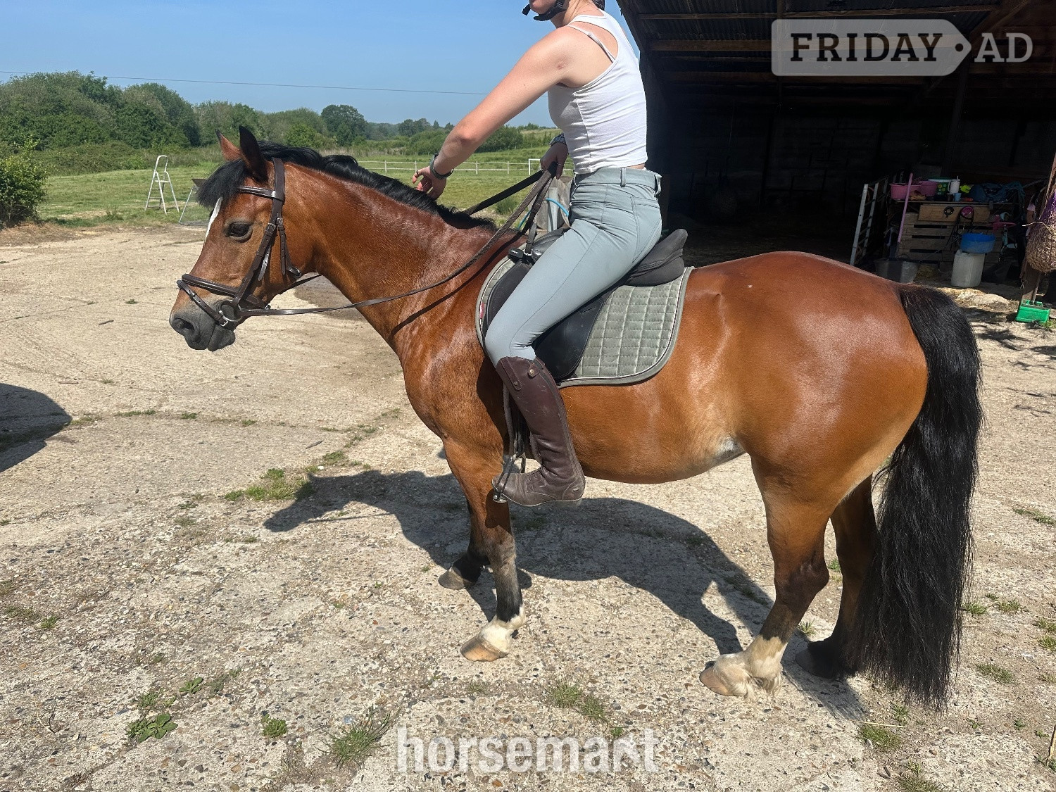 "Lottie" Bay Mare Project Horse