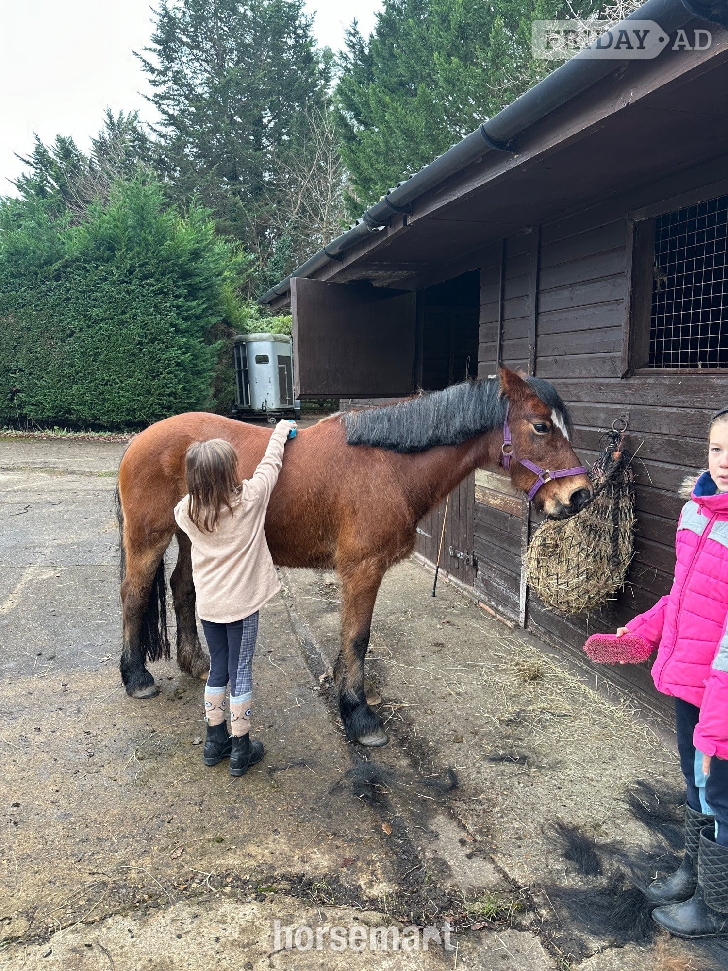 "Lottie" Bay Mare Project Horse - Horses in Guildford