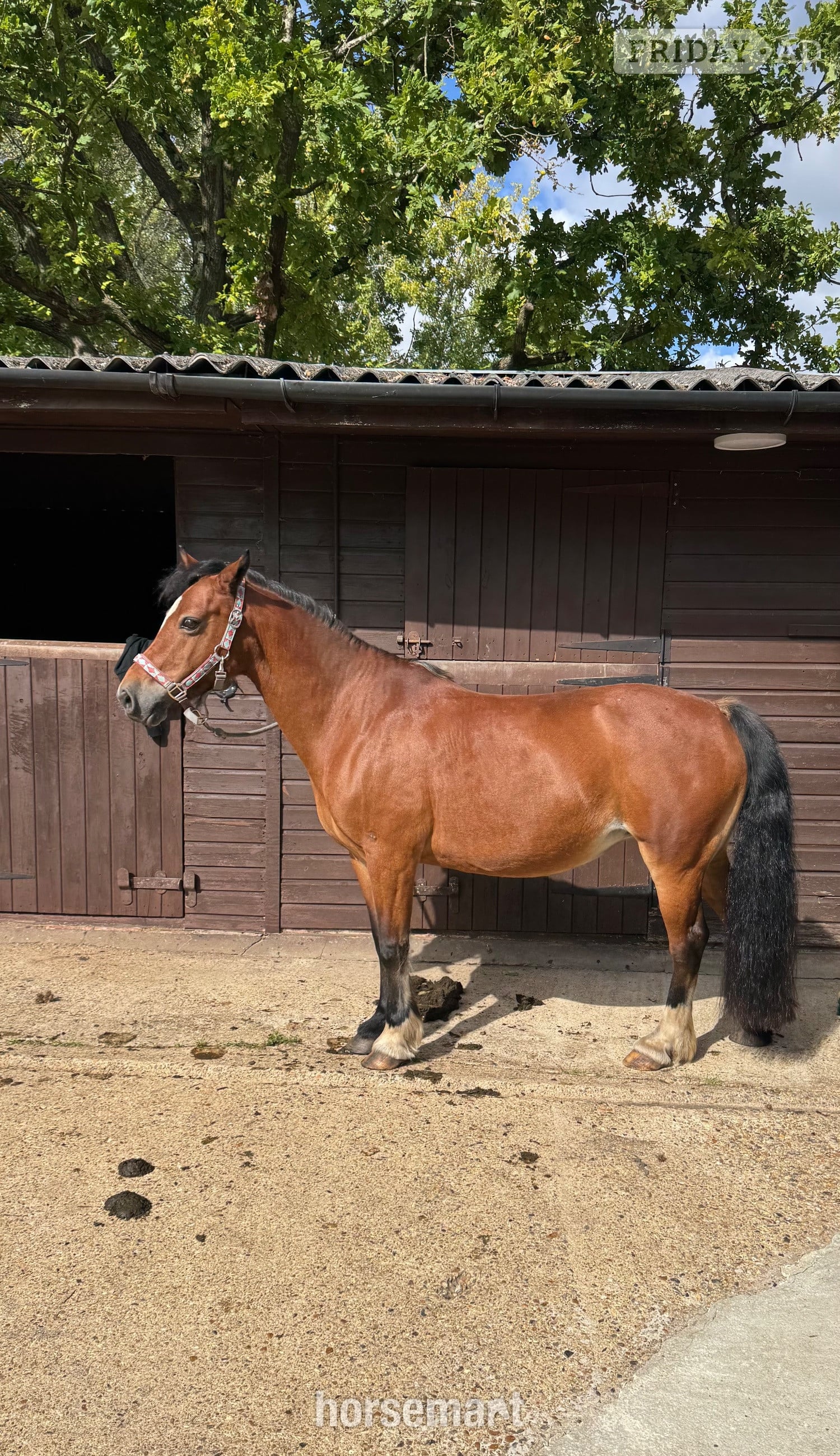 Guildford "Lottie" Bay Mare Project Horse