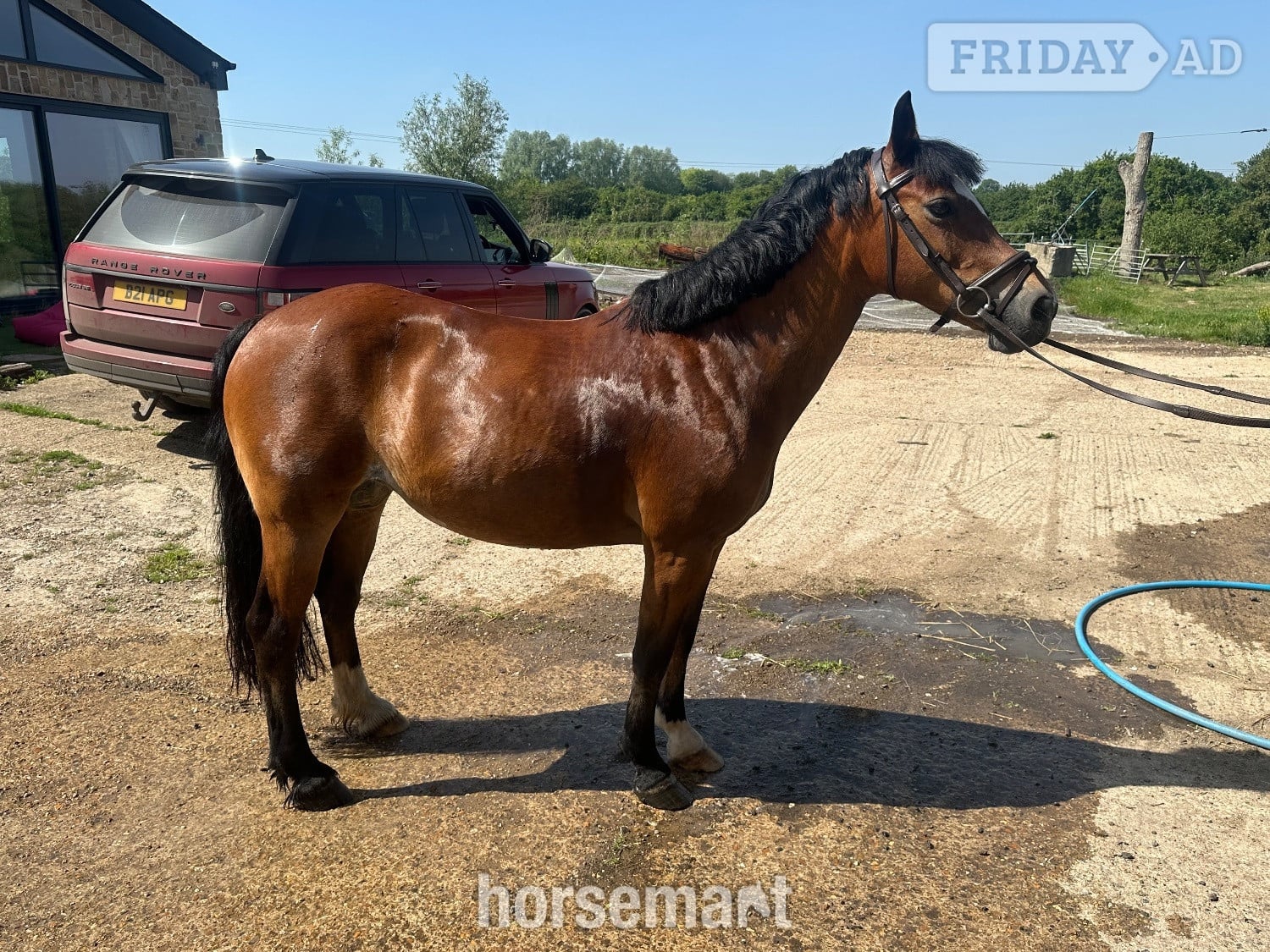 "Lottie" Bay Mare Project Horse in Guildford
