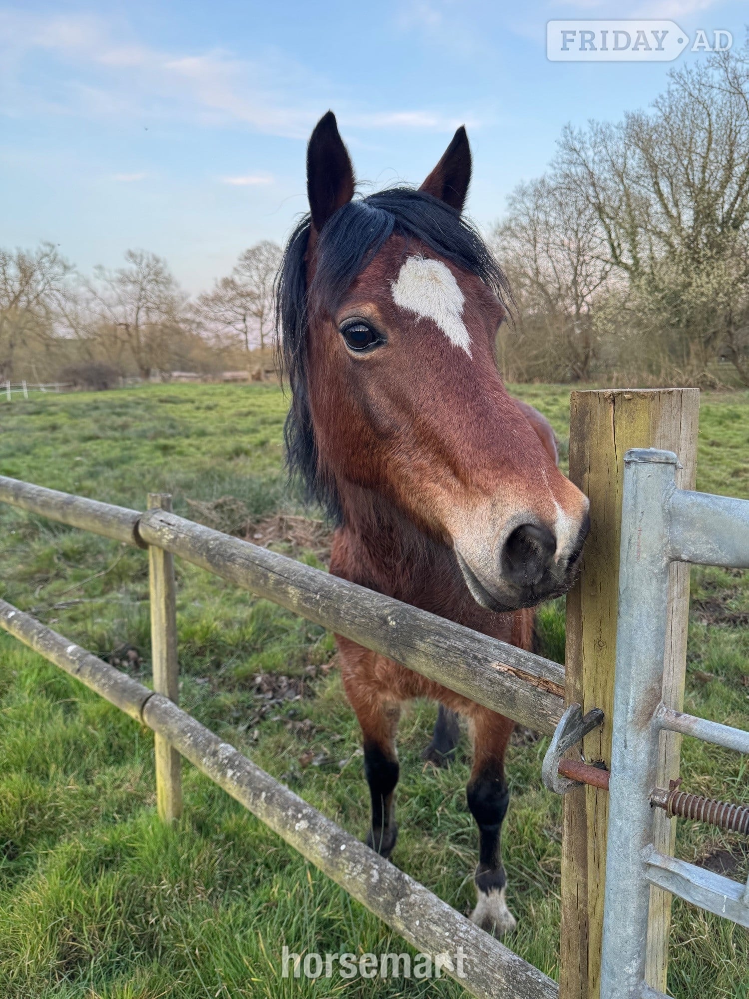 "Lottie" Bay Mare Project Horse - Horses