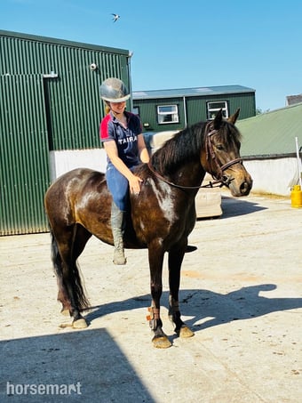 "Connie"  Mare Pony Club Pony