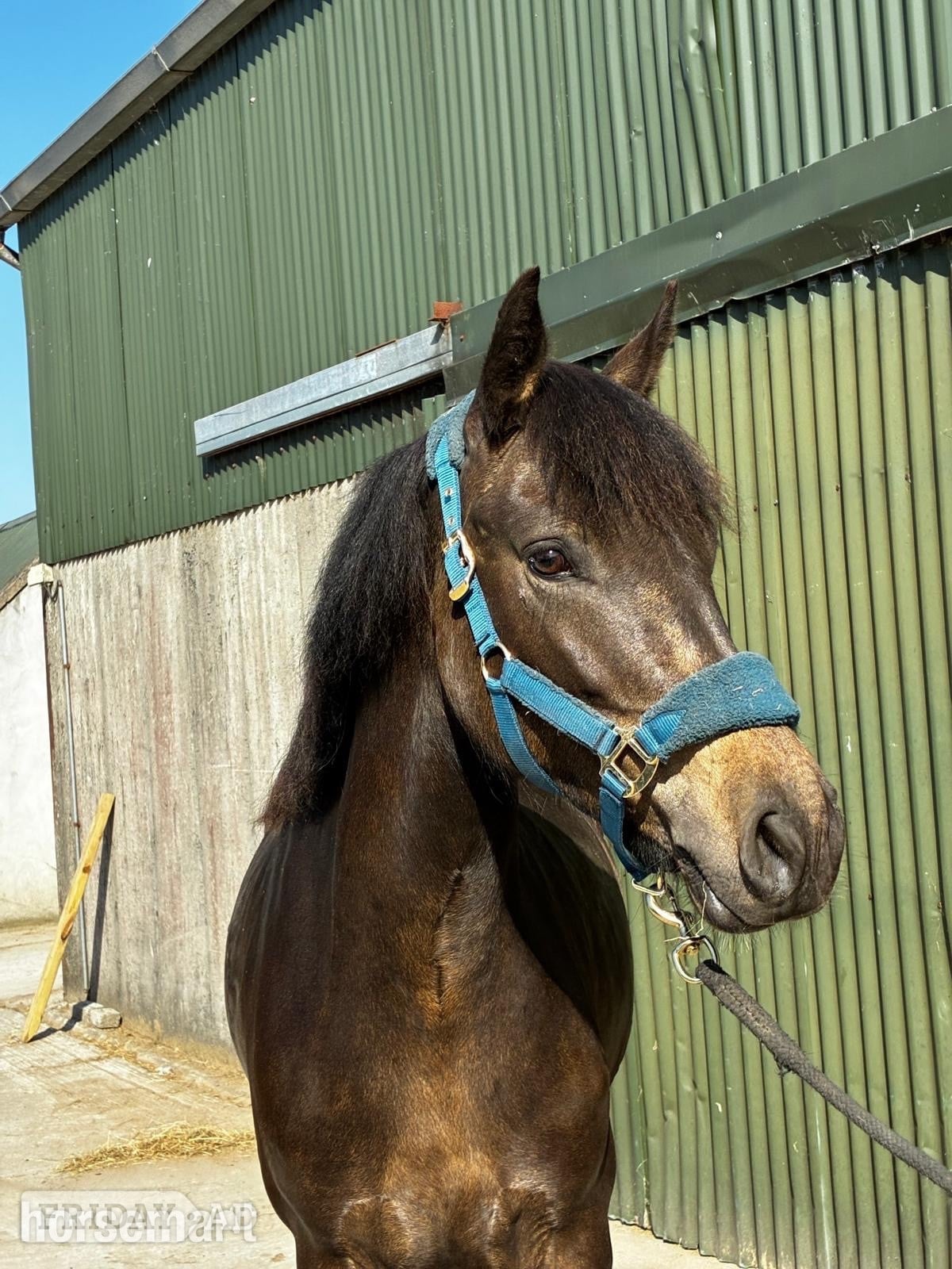 "Connie"  Mare Pony Club Pony
