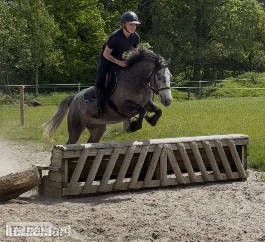 "Connie"  Mare Pony Club Pony - Horses