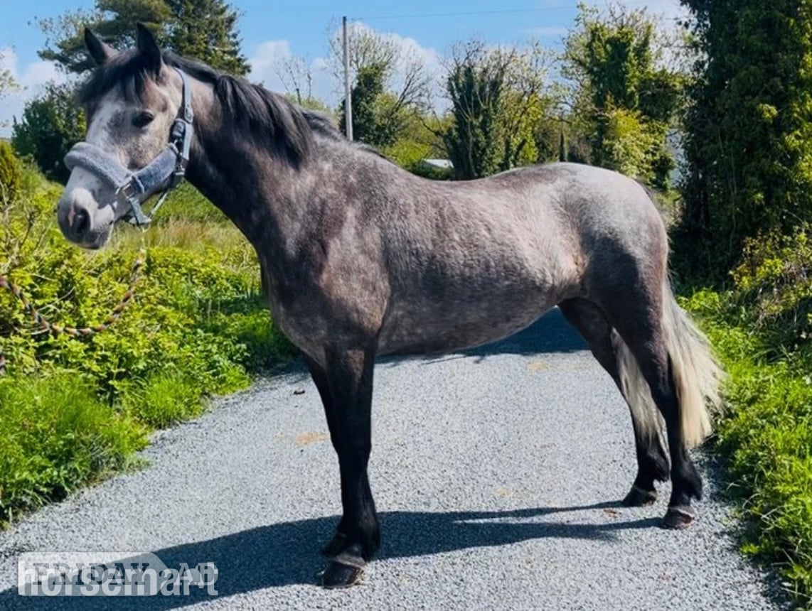 "Connie"  Mare Pony Club Pony - Horses in Collooney