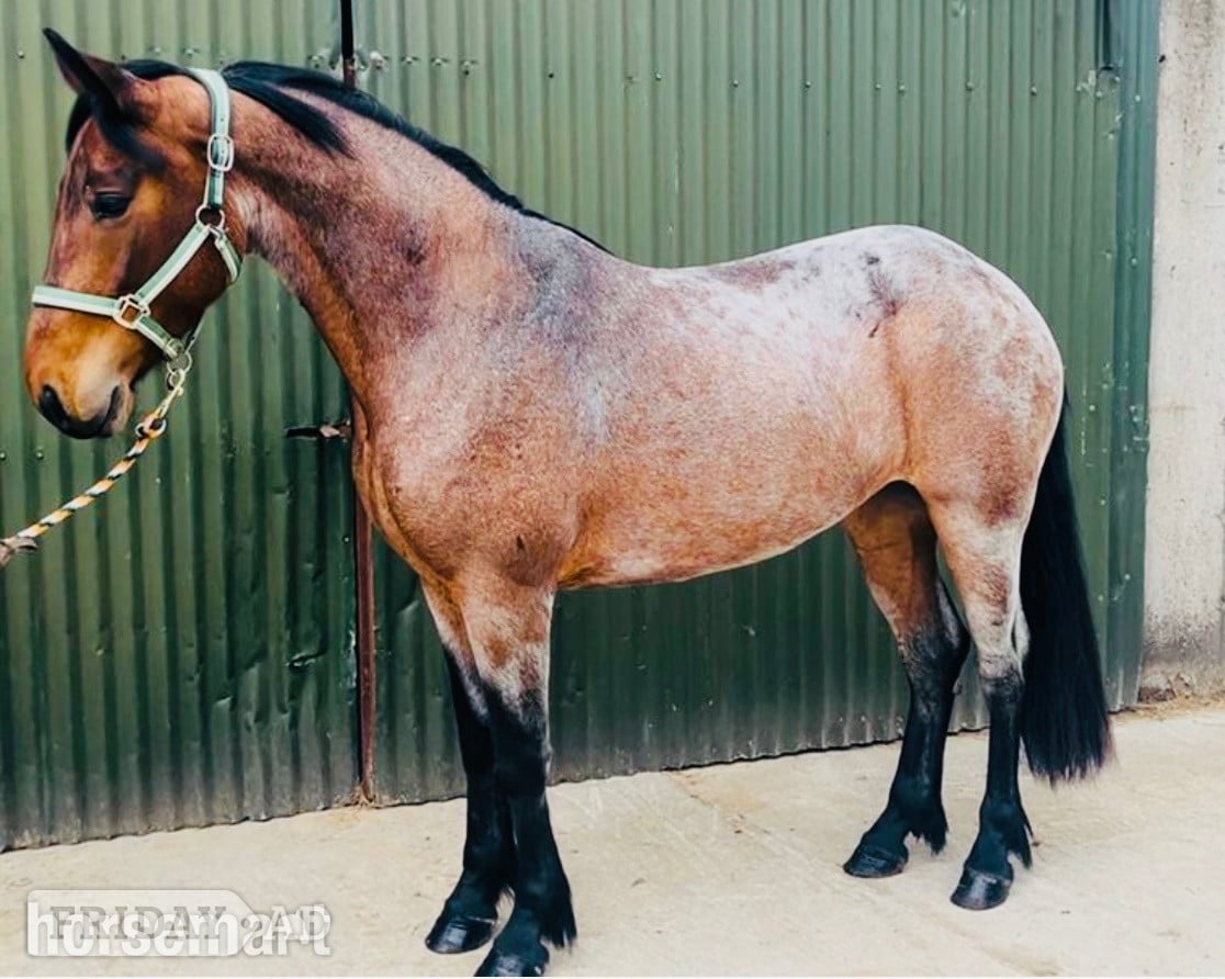 Collooney "Connie"  Mare Pony Club Pony