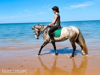 "Sansas Charm" Dapple Grey Mare All Rounder
