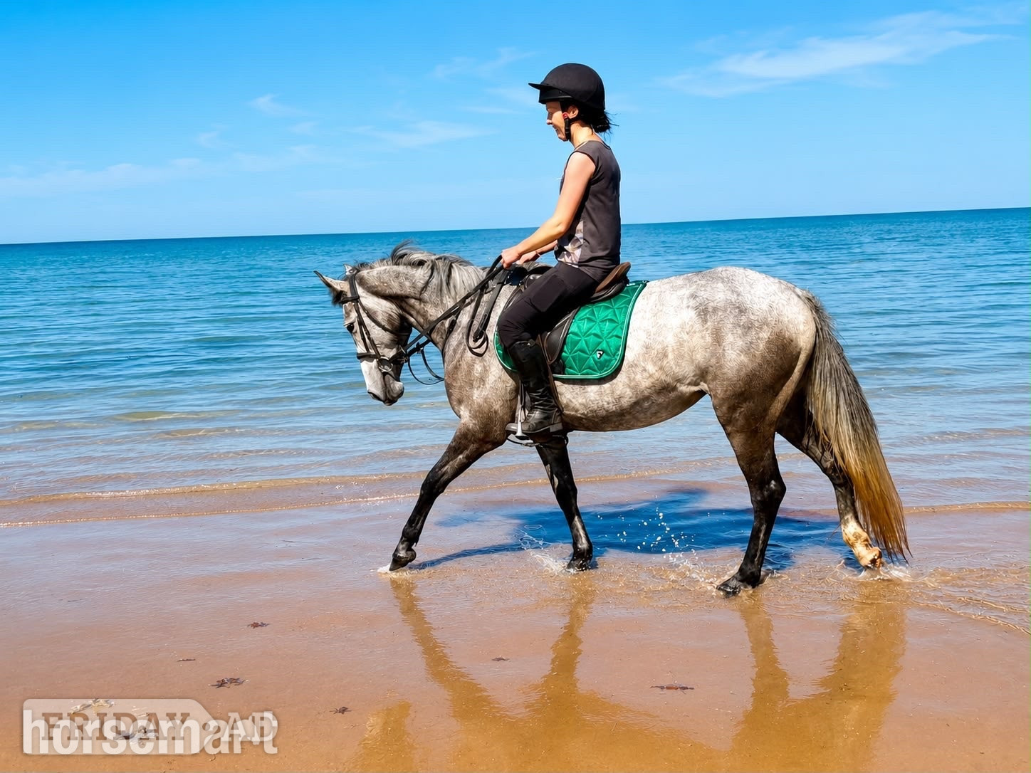"Sansas Charm" Dapple Grey Mare All Rounder in Stoke
