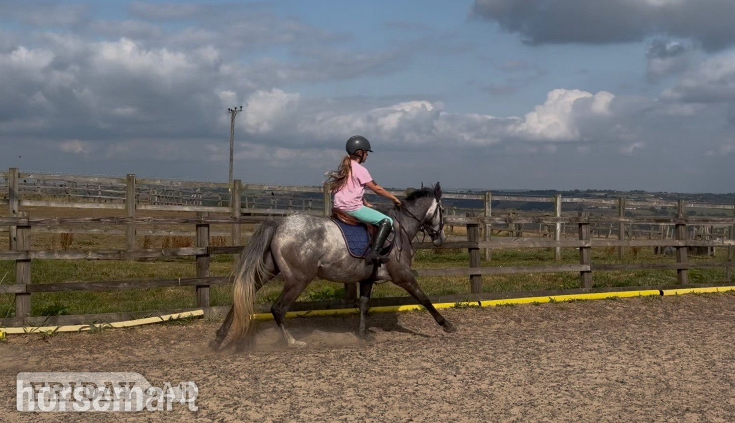 Stoke "Sansas Charm" Dapple Grey Mare All Rounder