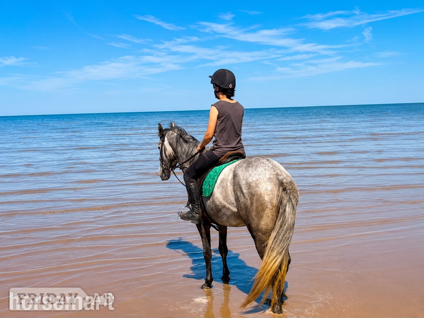 "Sansas Charm" Dapple Grey Mare All Rounder - Horses in Stoke
