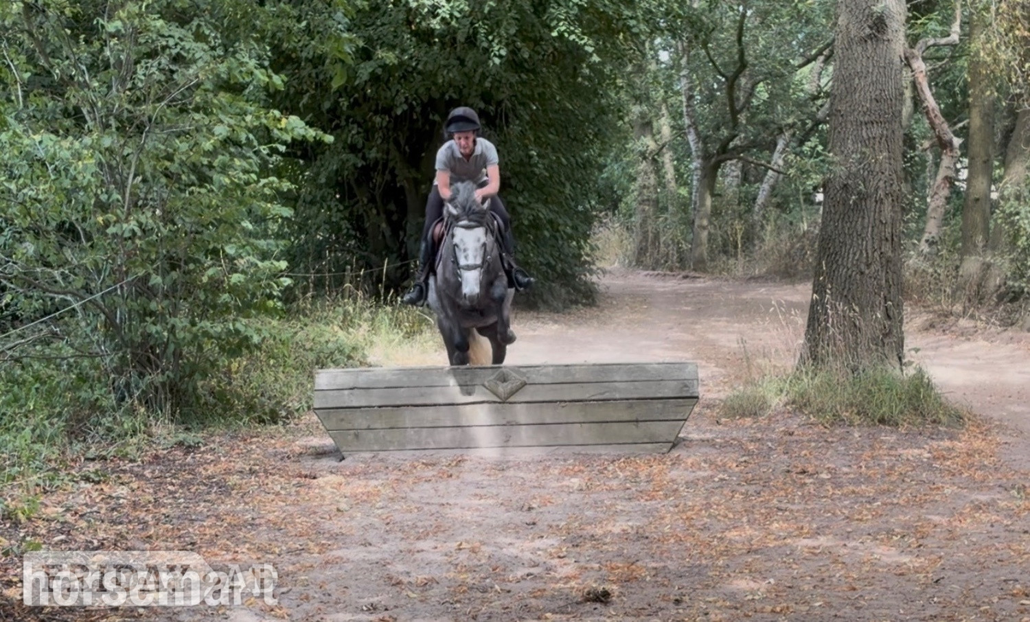 "Sansas Charm" Dapple Grey Mare All Rounder - Horses