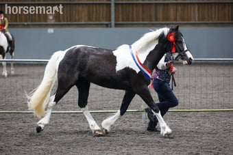 "Campion Rumbaba" Piebald Gelding All Rounder