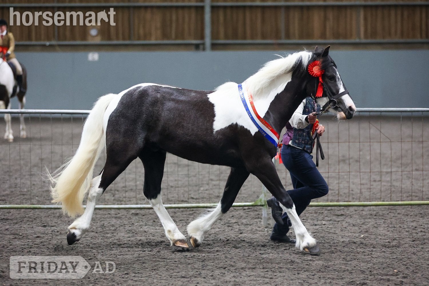 "Campion Rumbaba" Piebald Gelding All Rounder in Cambridge
