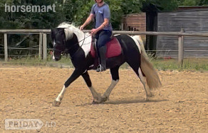 "Campion Rumbaba" Piebald Gelding All Rounder