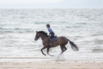 "Lady" Bay Mare All Rounder