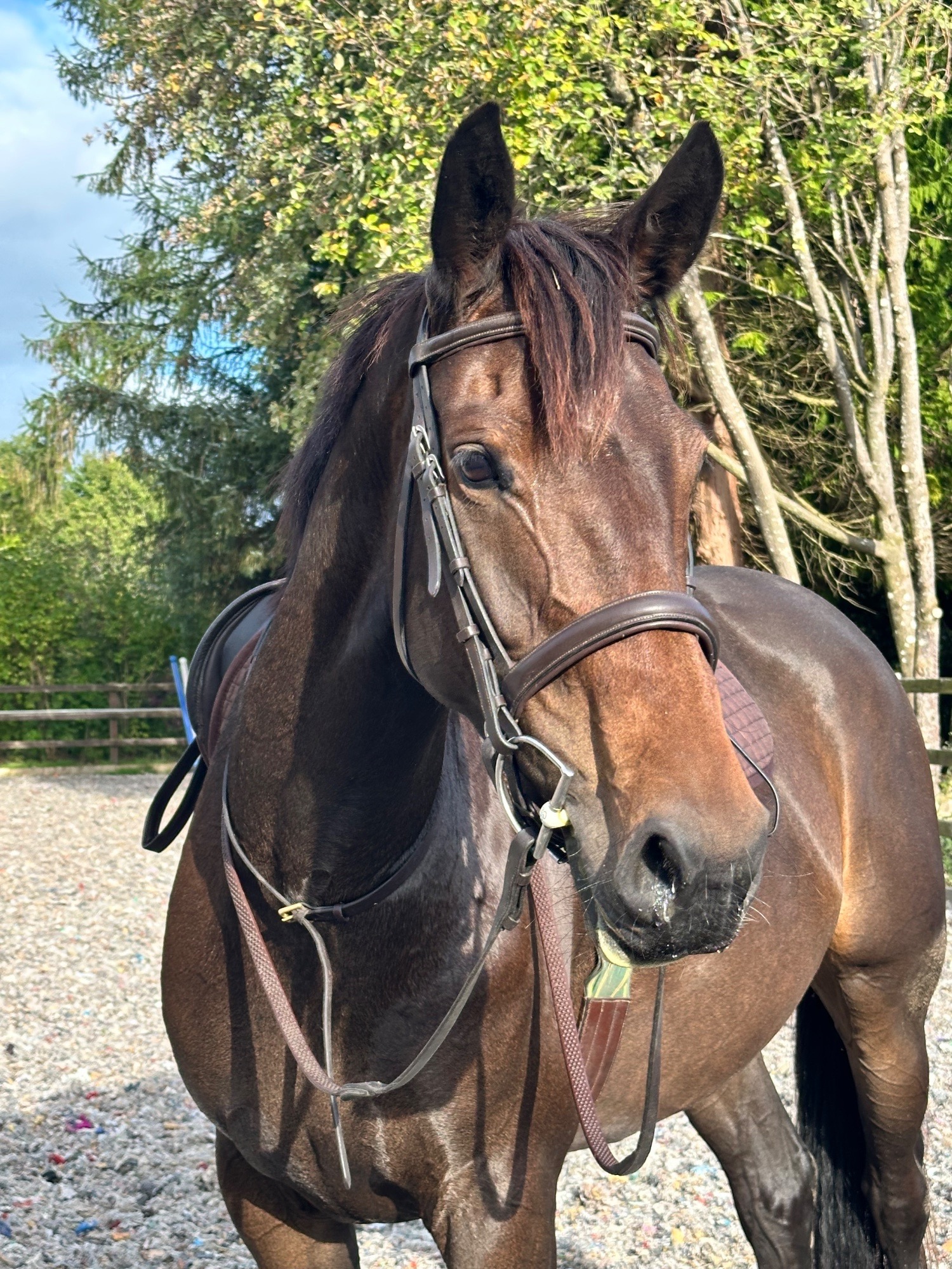"Lady" Bay Mare All Rounder