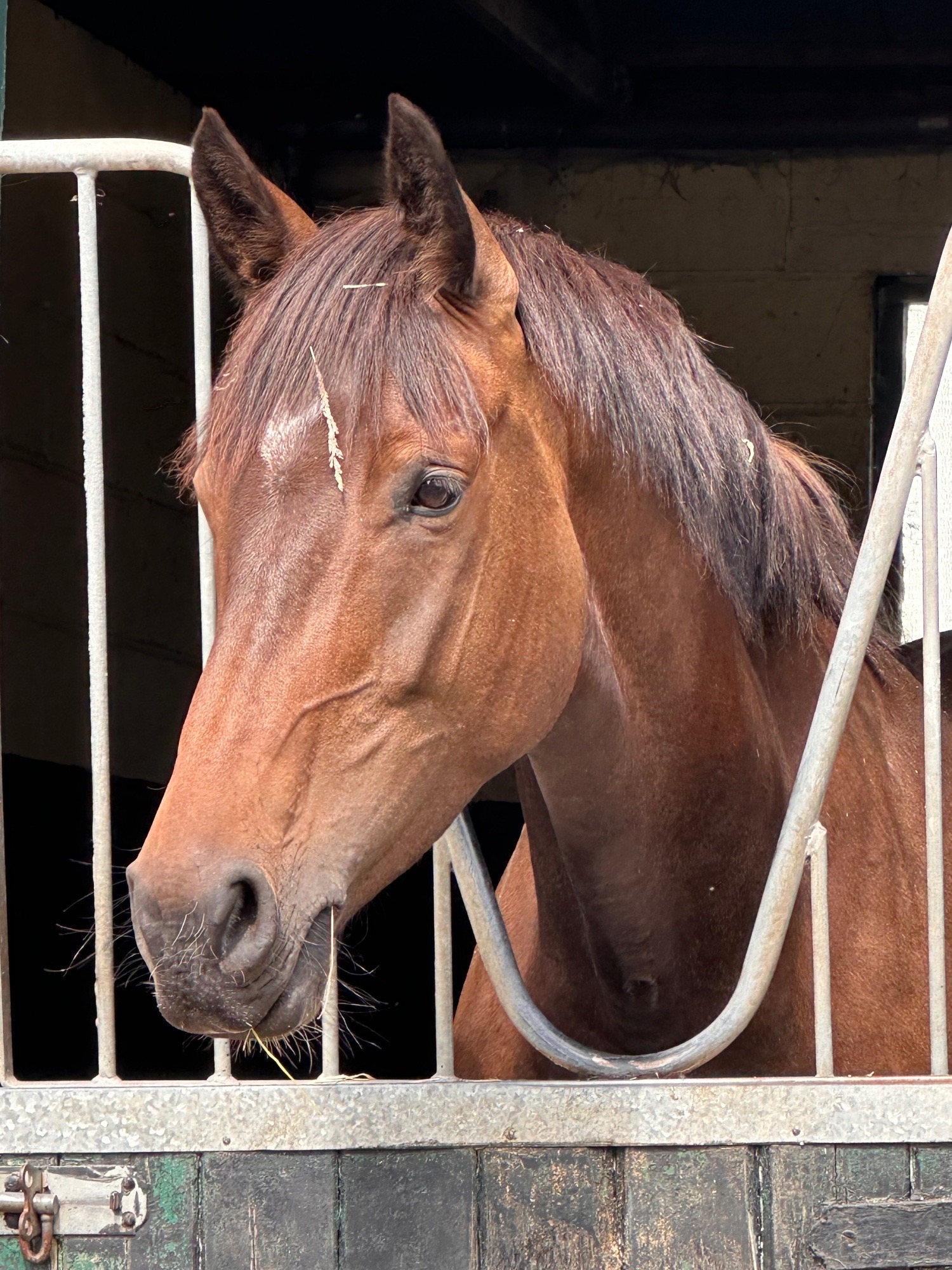 Crieff "Lady" Bay Mare All Rounder