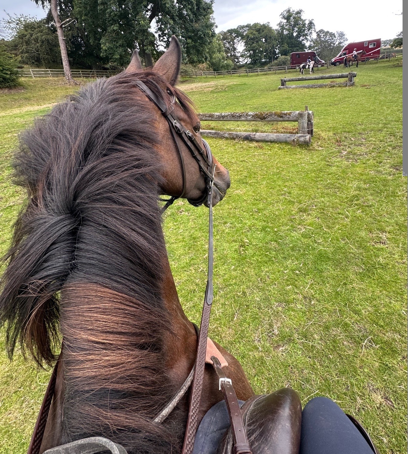 "Lady" Bay Mare All Rounder - Horses in Crieff