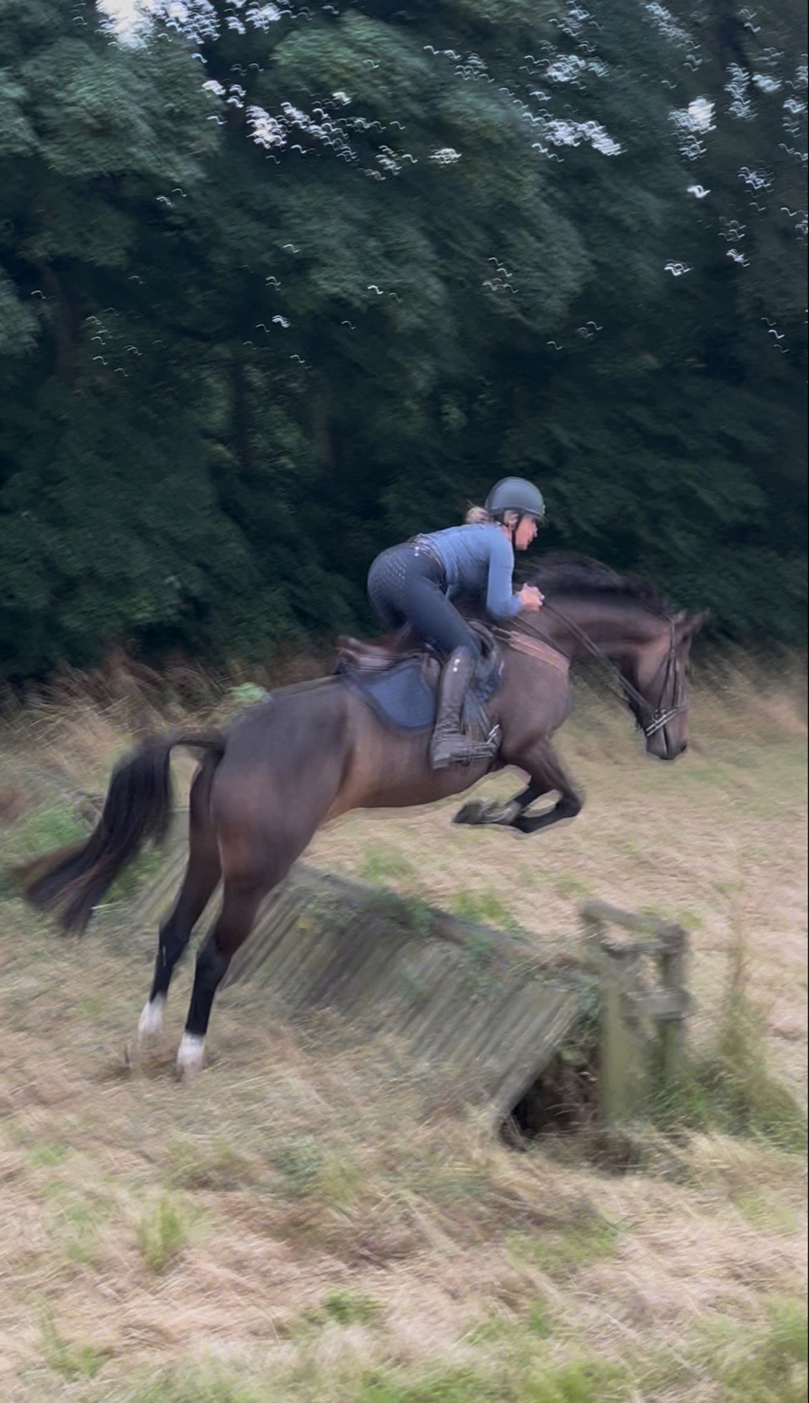 "Lady" Bay Mare All Rounder - Horses
