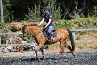 "Ben" Bay Gelding All Rounder