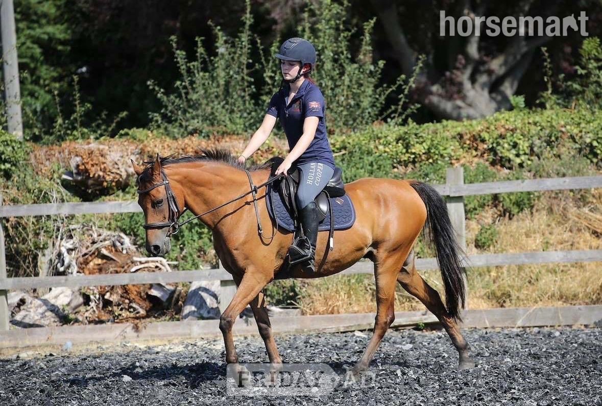 "Ben" Bay Gelding All Rounder in Banstead
