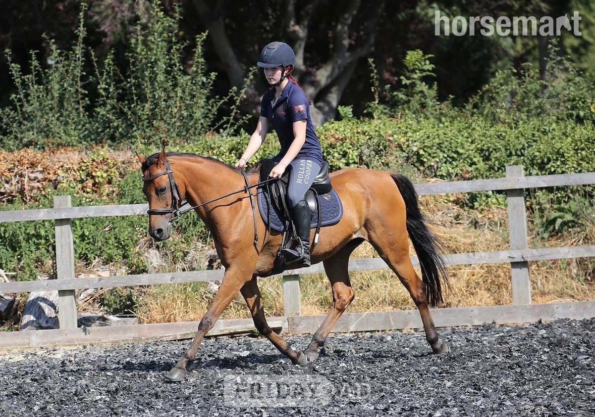 "Ben" Bay Gelding All Rounder