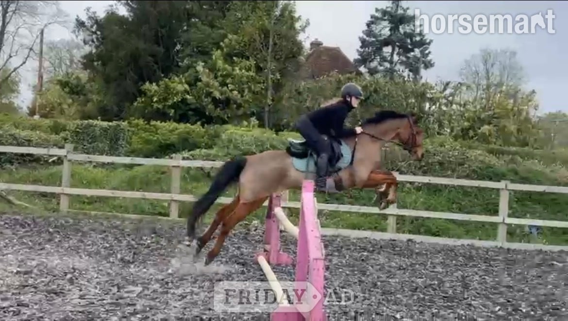 Banstead "Ben" Bay Gelding All Rounder