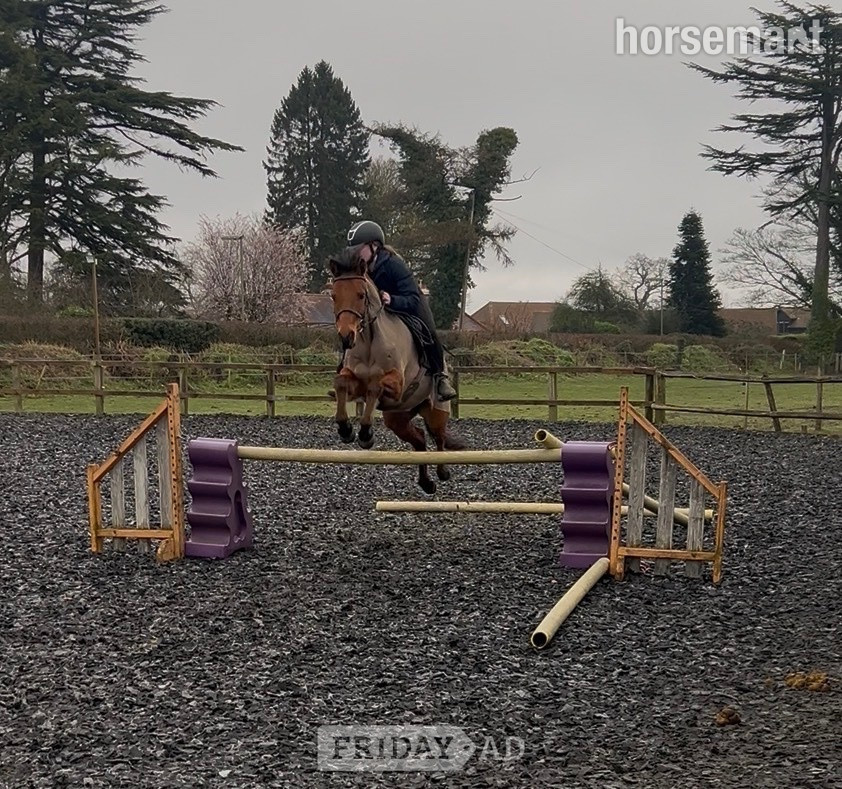 "Ben" Bay Gelding All Rounder - Horses in Banstead