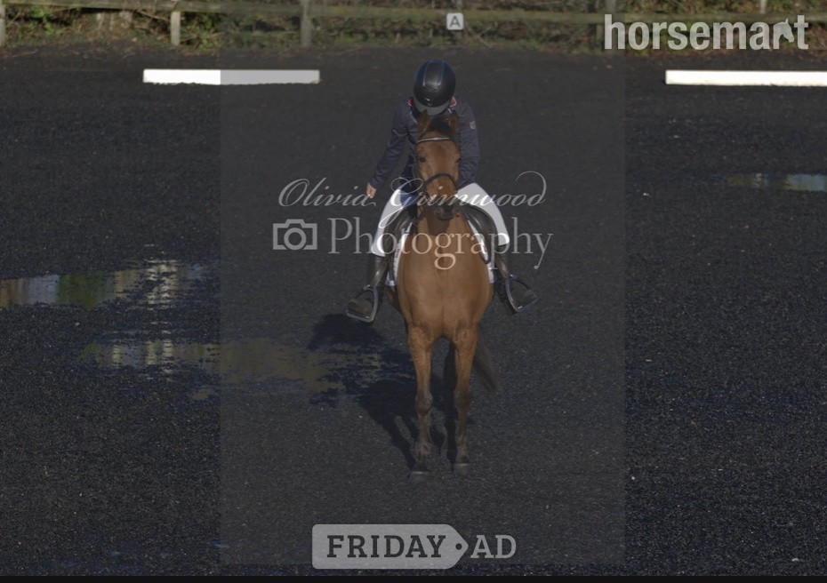 "Ben" Bay Gelding All Rounder - Horses