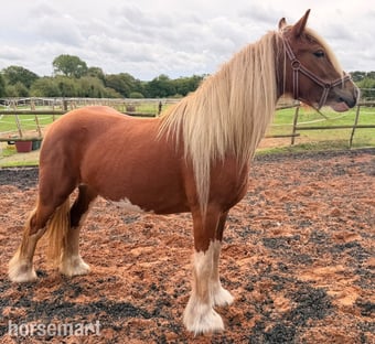 "Lady" Chestnut Mare Cob/Heavy Horse