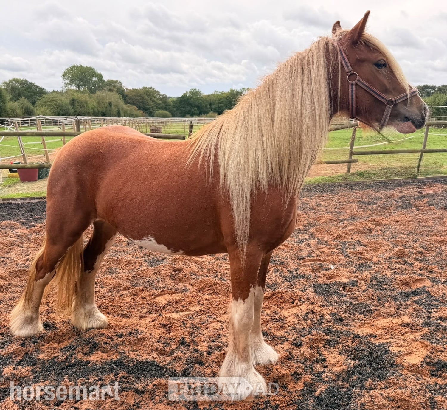 "Lady" Chestnut Mare Cob/Heavy Horse in Wolverhampton