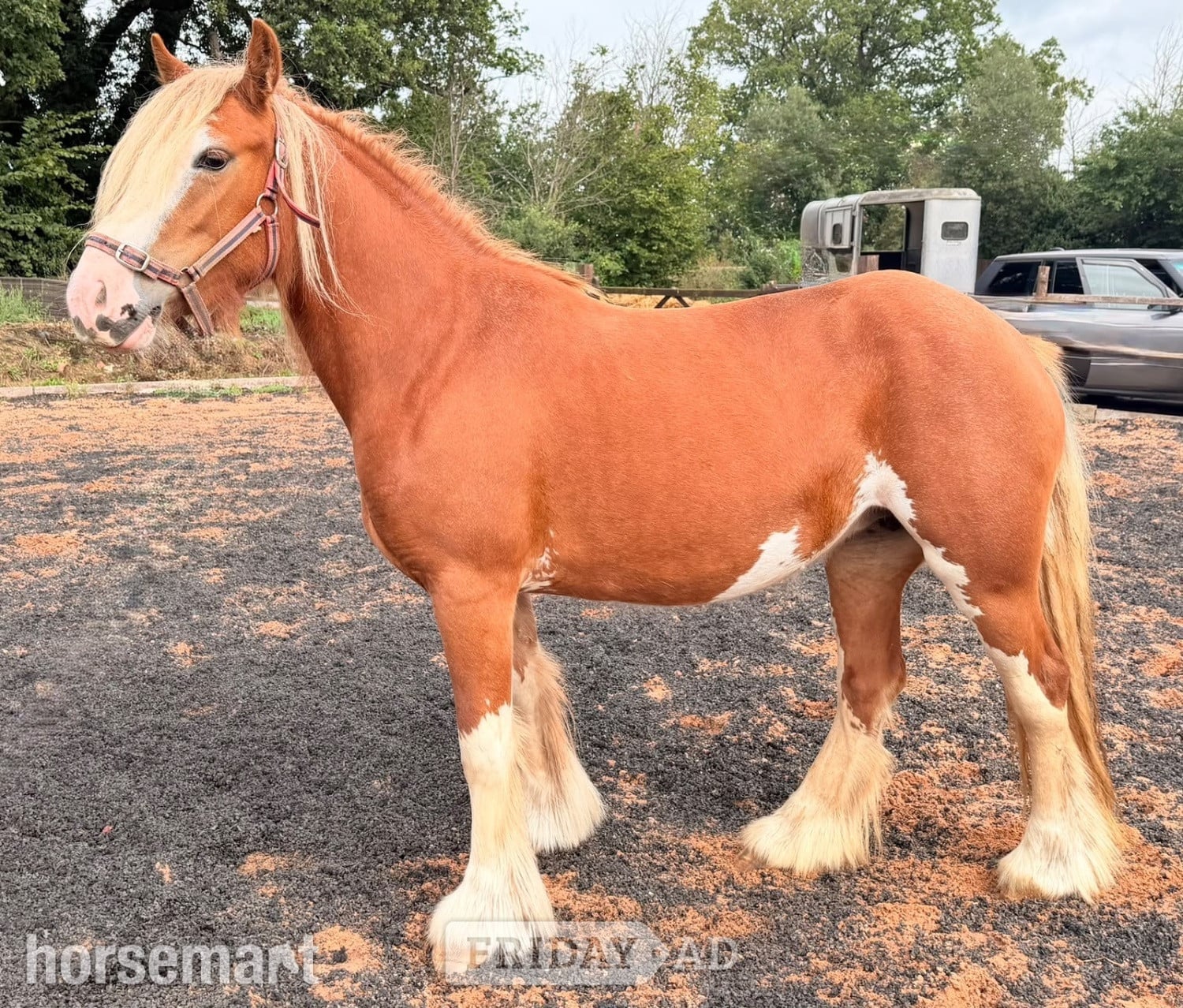 "Lady" Chestnut Mare Cob/Heavy Horse