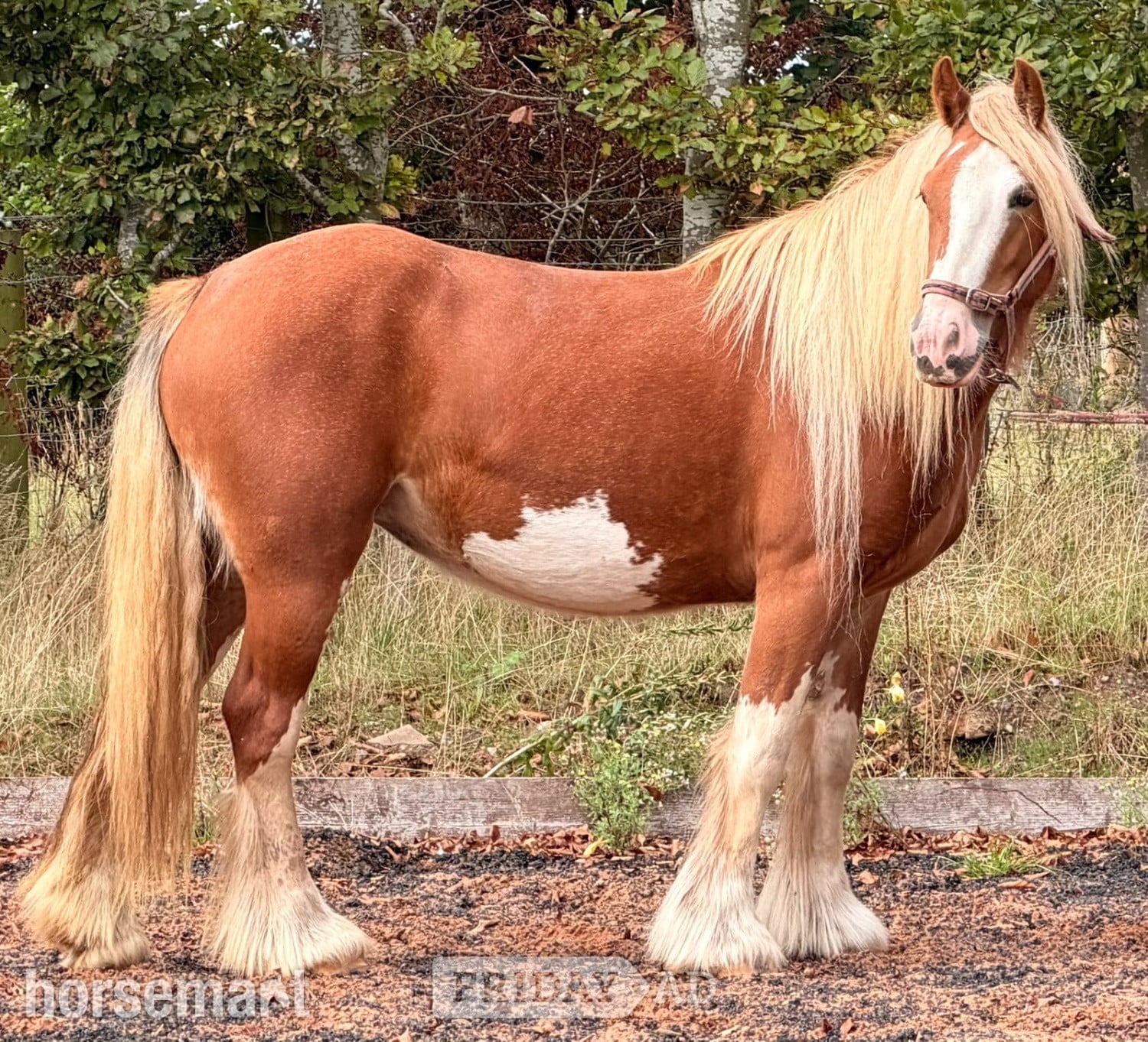 Wolverhampton "Lady" Chestnut Mare Cob/Heavy Horse