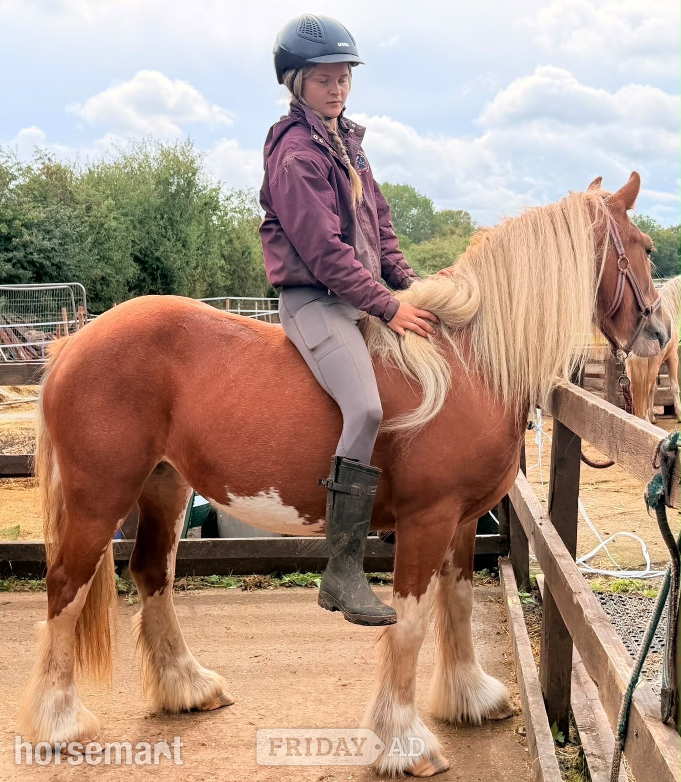 "Lady" Chestnut Mare Cob/Heavy Horse - Horses in Wolverhampton