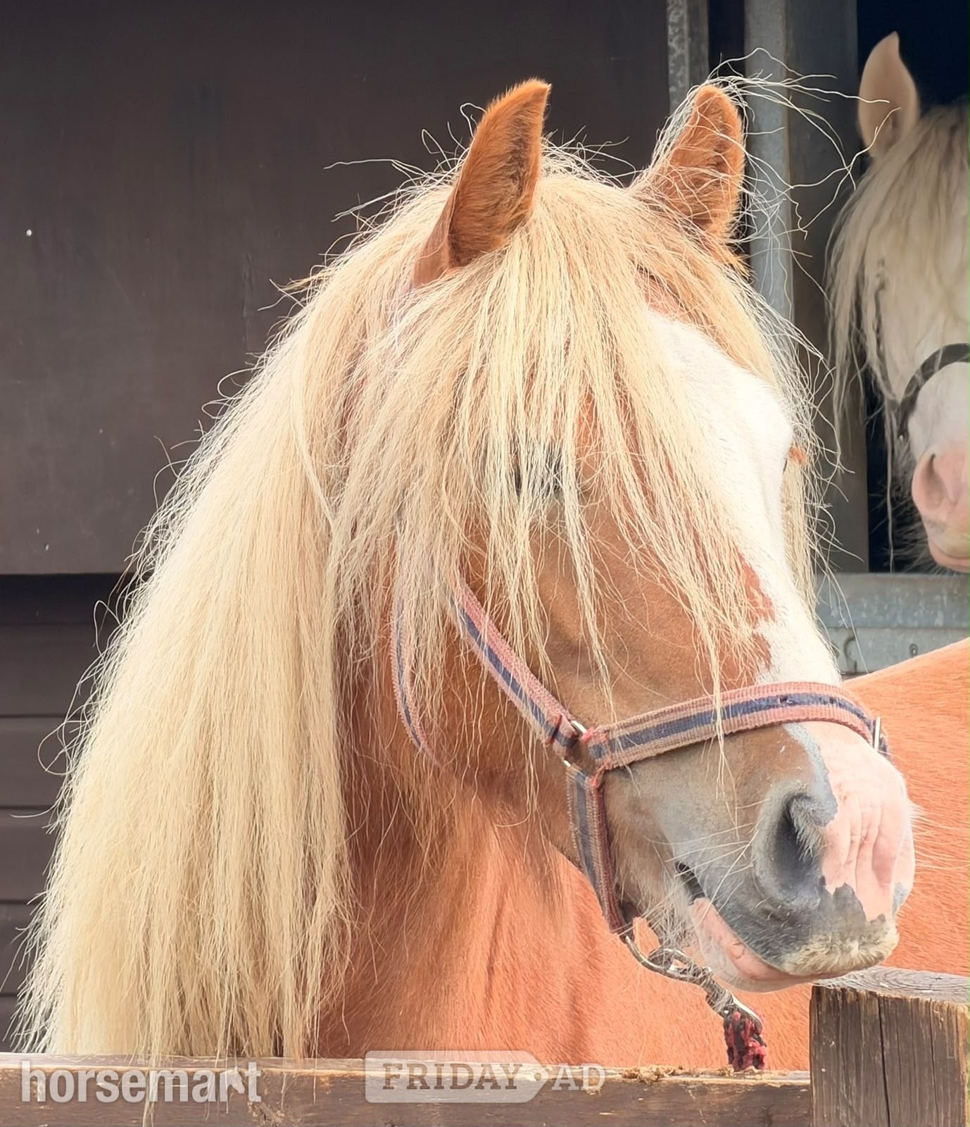 "Lady" Chestnut Mare Cob/Heavy Horse - Horses