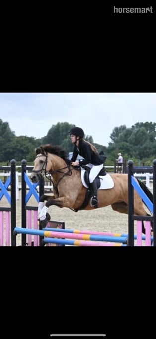 "K" Dun Mare All Rounder