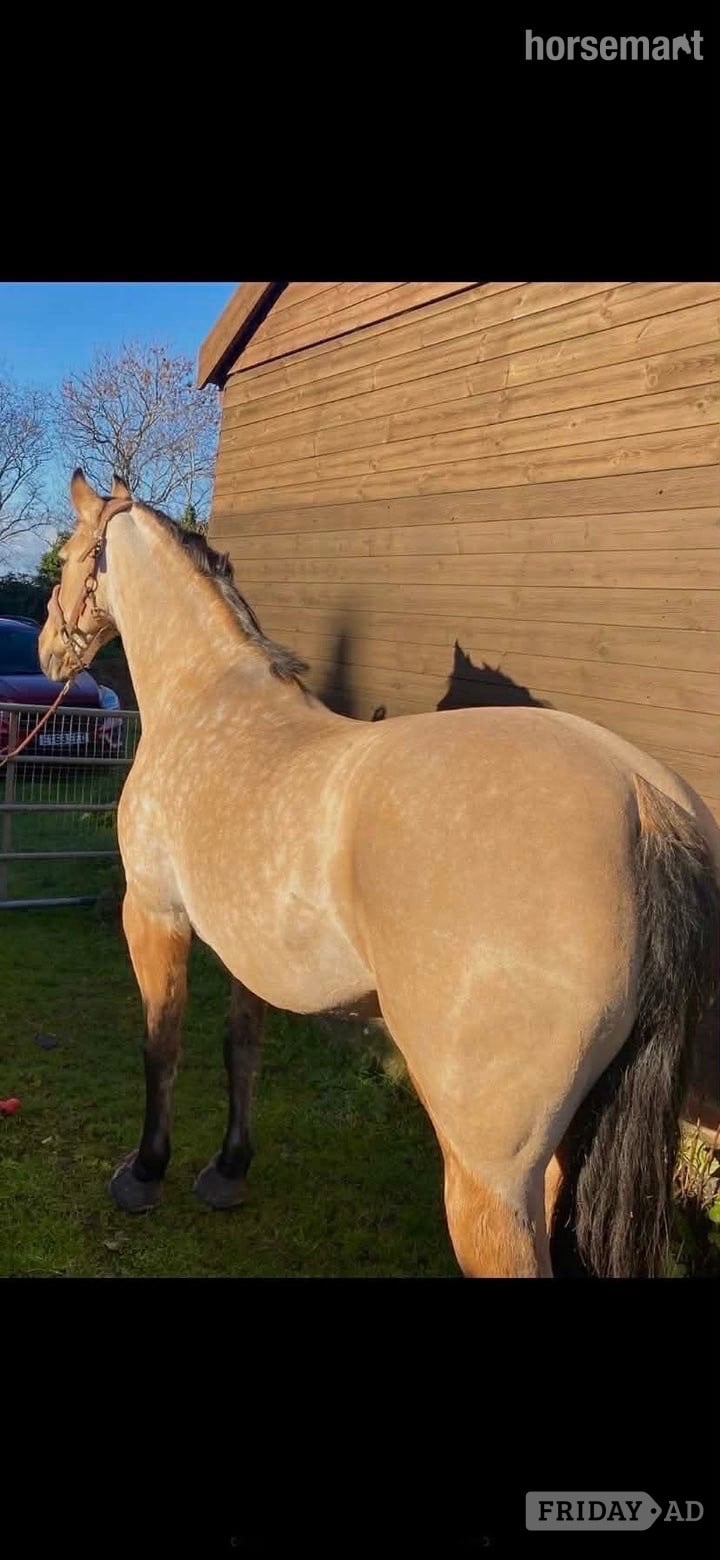 "K" Dun Mare All Rounder