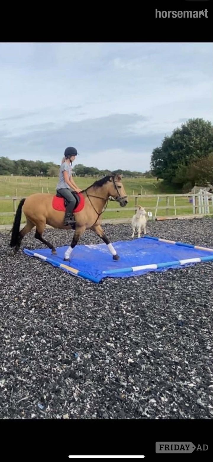"K" Dun Mare All Rounder - Horses