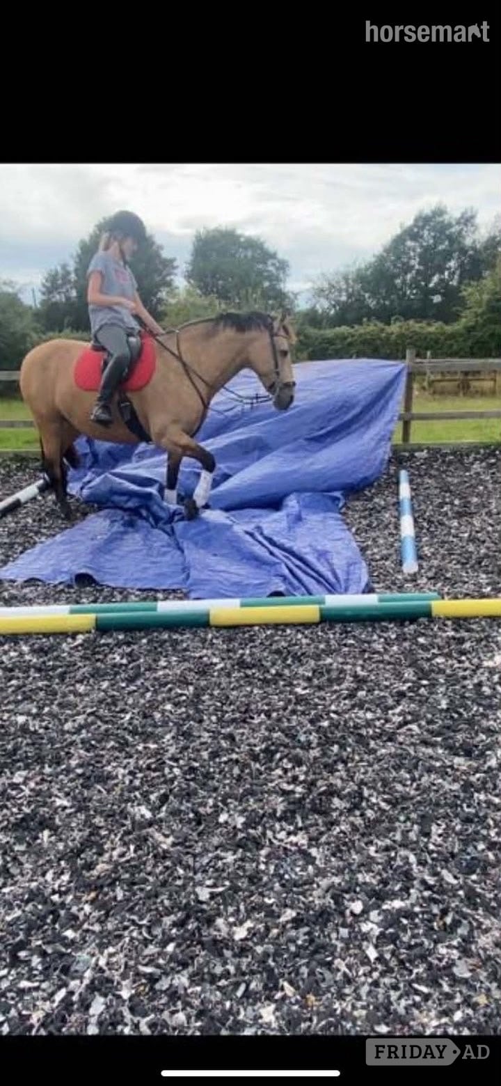 "K" Dun Mare All Rounder - Horses in Cardiff