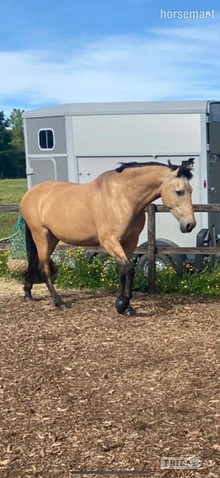 Cardiff "K" Dun Mare All Rounder