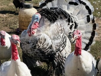 Healthy full breed Royal Palm Turkeys for sale.