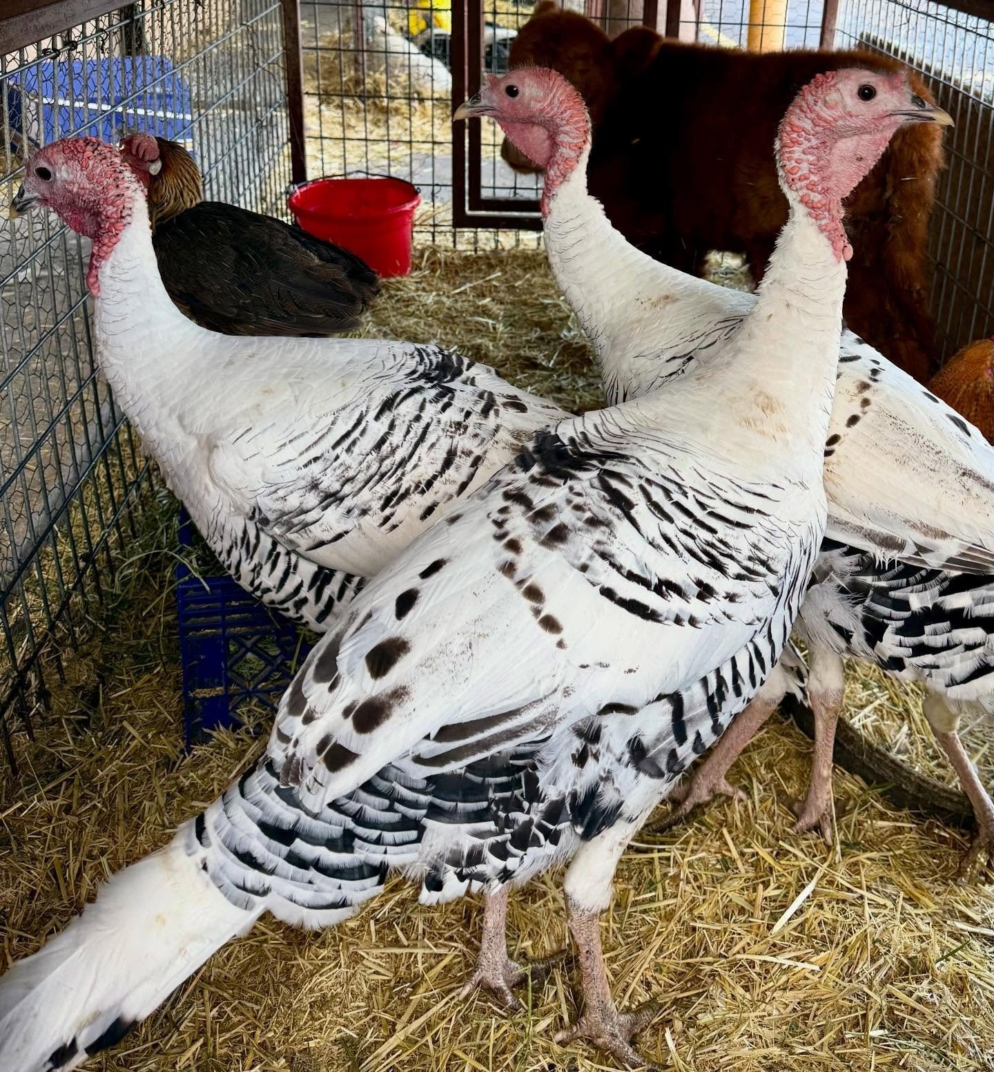 Abington Healthy full breed Royal Palm Turkeys for sale.