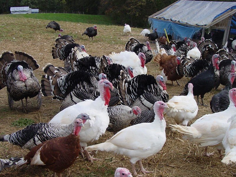 Healthy full breed Royal Palm Turkeys for sale. - Poultry in Abington