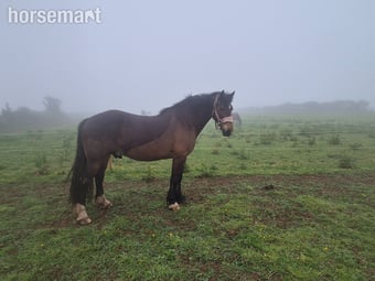 "Perthog Shane Williams" Bay Gelding Cob/Heavy Horse