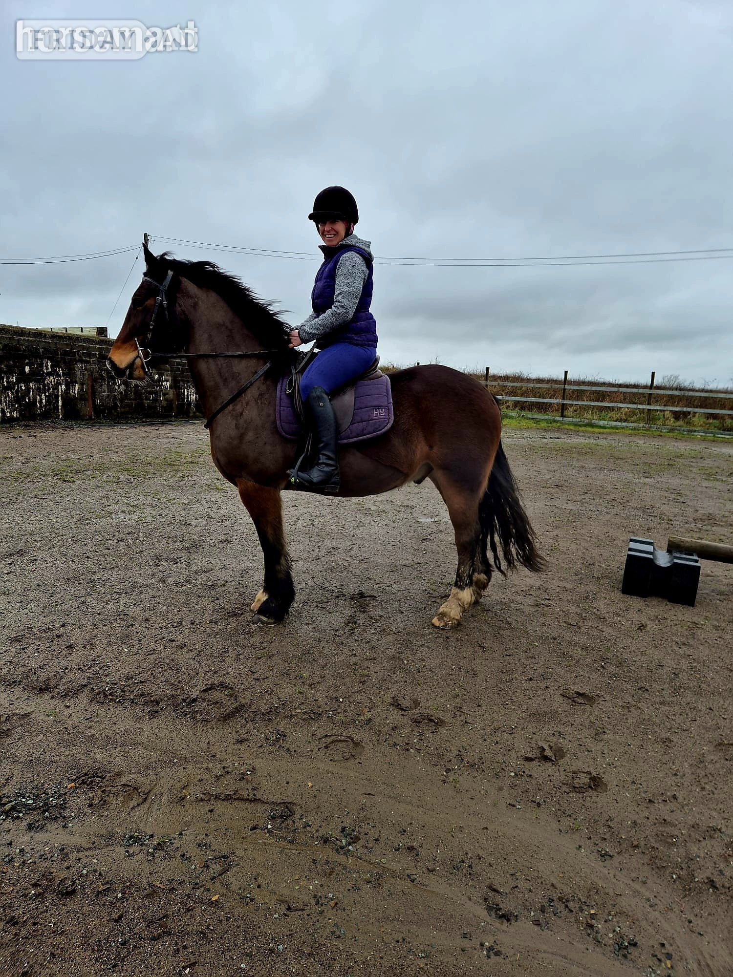 "Perthog Shane Williams" Bay Gelding Cob/Heavy Horse