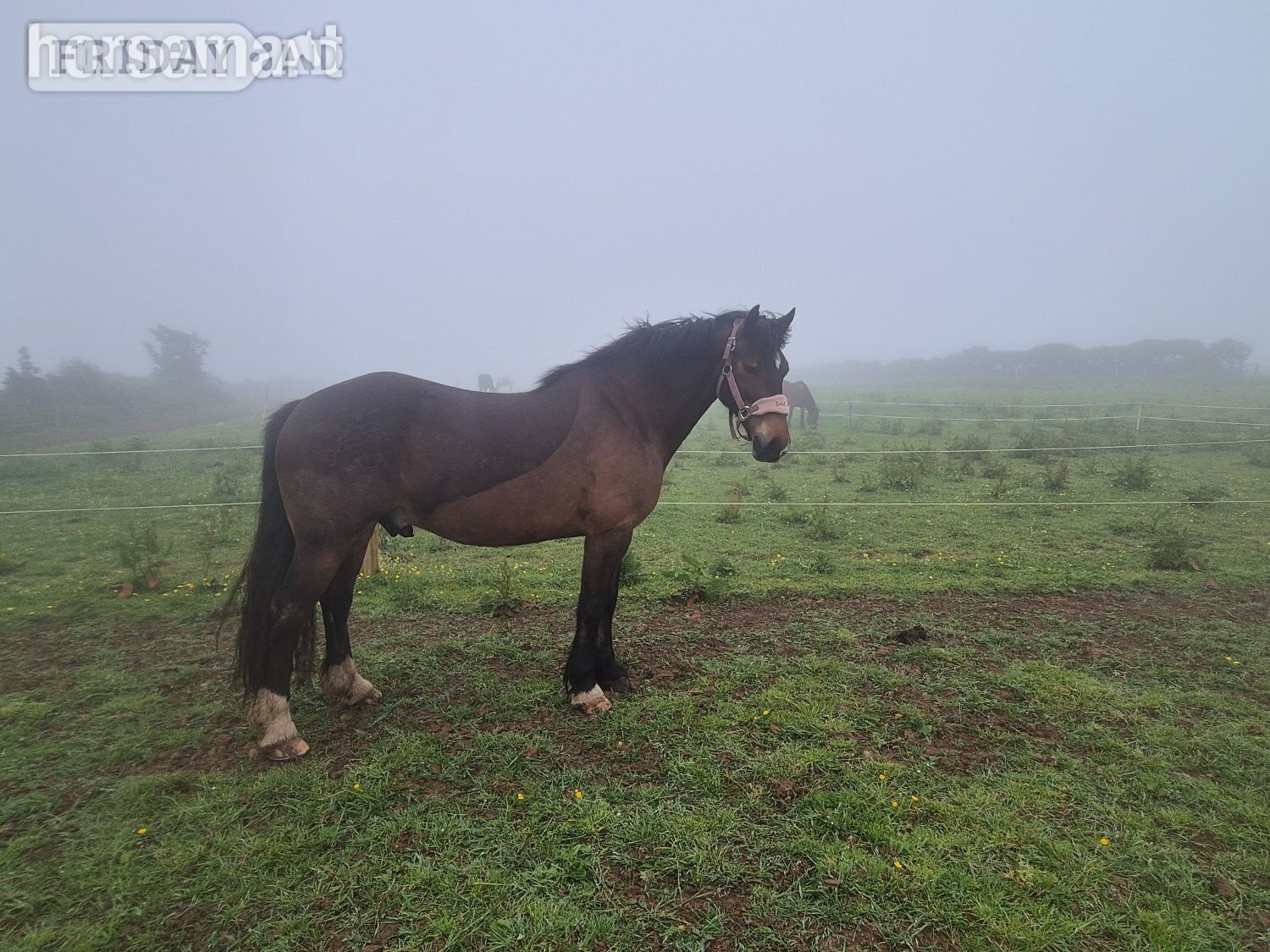 "Perthog Shane Williams" Bay Gelding Cob/Heavy Horse in Haverfordwest